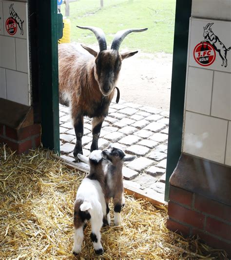 It is the reserve team of german association football club 1. Hennes, das legendäre Maskottchen des 1. FC Köln