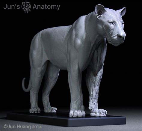 To draw a pose of snow leopard, start with a big, short barrow and short legs with big paws. Jun's Anatomy Big Cats Anatomy models | Feline anatomy ...