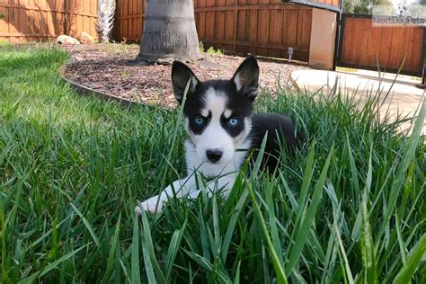 Welcome to onebarkplaza's puppy finder! Daisy: Pomsky puppy for sale near San Diego, California. | b3633ca4-7f71