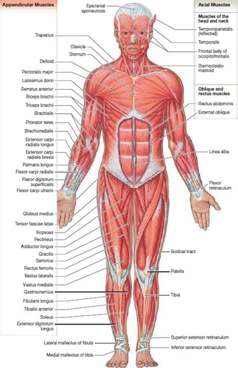 Well you can still get ripped abs, big biceps and a toned back without living. Muscle Anatomy - Skeletal Muscles - Groin Muscles - Calf ...