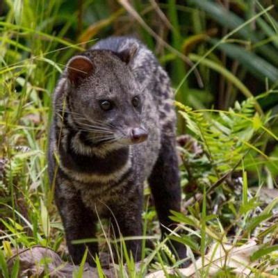 The 34 or so species in this family include civets, palm civets, and malagasy civets. Civet