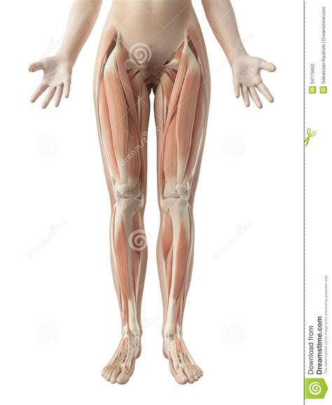 Anterior and posterior muscular compartment, femur, femoral artery and vein, siatic and femoral nerve, saphenous vein. The female leg muscles stock illustration. Illustration of ...