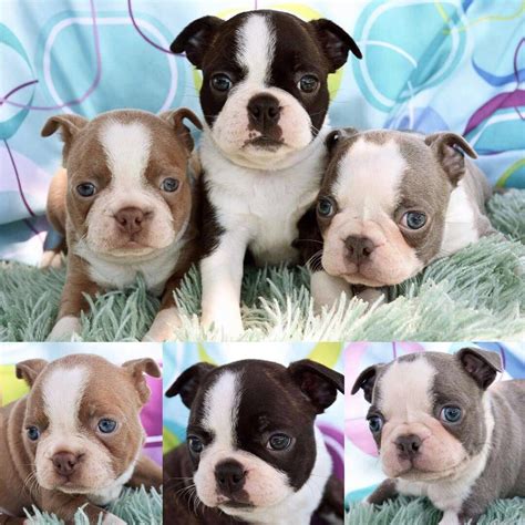 Click here to be notified when new boston terrier puppies are listed. Boston Terrier Puppies For Sale | Virginia Beach, VA #232070
