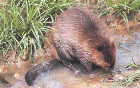 If you have beavers that you absolutely must get rid of, then you can follow these suggestions. How to Get Rid of Beavers - Trapper Tails