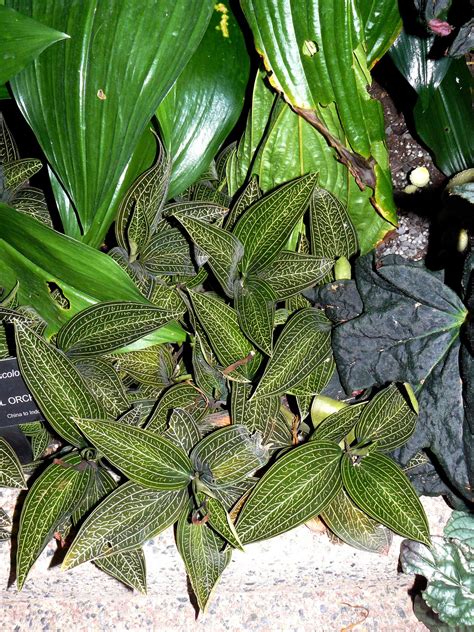 Growing them out to maturity is up to you and may prove to be challenging for many. Ludisia discolor f. alba | Jewel orchid, Plant leaves ...