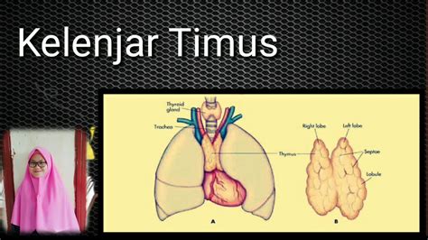 We did not find results for: ANATOMI DAN FISIOLOGI MANUSIA | SISTEM ENDOKRIN - YouTube