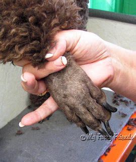Shaving feet keeps the poodles from dragging dirt et al into the house. Pin by Anne Fahey on Poodles-Grooming | Poodle grooming ...