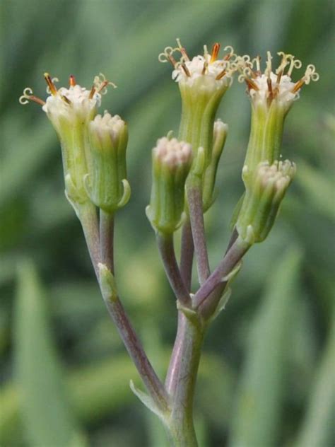 Curio ficoides (senecio ficoides) photo by: Curio ficoides (Big Blue Chalk Sticks) in 2020 | Blooming ...