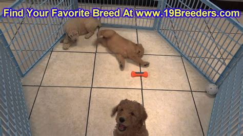 If you are looking to adopt or buy a goldendoodle take a look here! GoldenDoodle, Puppies, For, Sale, In, Milwaukee, Wisconsin ...