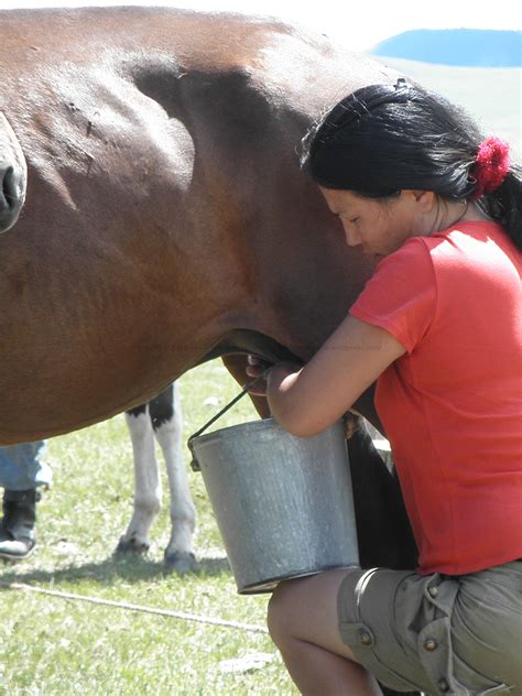 11:33 young man wanks off two 59%. Thinking with Mongolian human-animal sociality | A ...