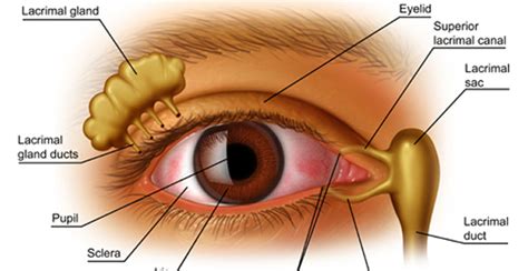Learn more from webmd about treating dry eye syndrome. Dry Eye Syndrome: Causes, Symptoms & Treatment - Virginia ...