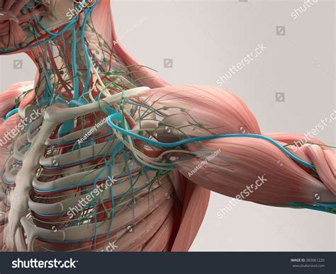 The dominant muscle in the upper chest is the pectoralis major. Human Chest Muscles Diagram / Bones of the Chest and Upper ...