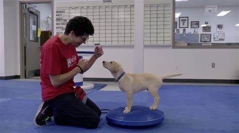 Canine cancer detection is a simple, noninvasive procedure with potentially fewer side effects for people. Can dogs be trained to detect the smell of cancer? | PBS ...