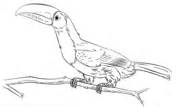 You can download realistic keel billed toucan coloring page for free at coloringonly.com. Keel Billed Toucan coloring page | Free Printable Coloring ...