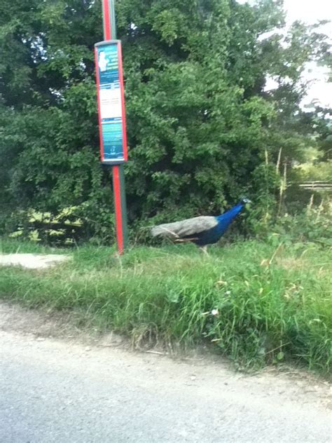 How to stop peacock subscription. Peacock at the bus stop | Bus stop, Bus, Peacock