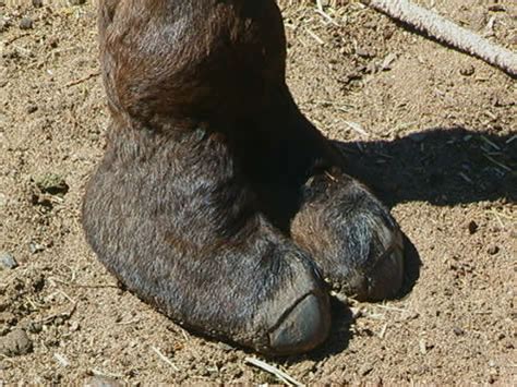 Or do you have to figure it out on your own? Camels and Body Heat Regulation (Australia Lesson ...