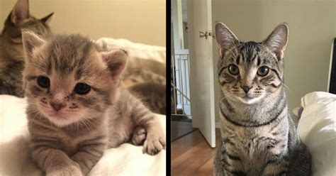 Check spelling or type a new query. Show Us Your Kitten To Cat Transformations