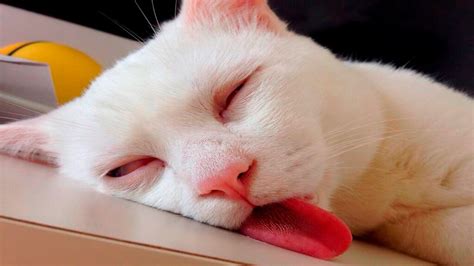 Funny Cats Sleeping - Funny Cute Cats Compilation ... They're not sleeping, that's irish yoga.