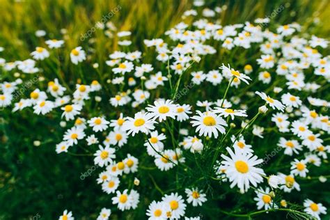 Sul quadro campo di margherite l'artista ha raffigurato motivi come fiori oraz margherite. Campo di margherite in montagna - Foto Stock: Foto ...