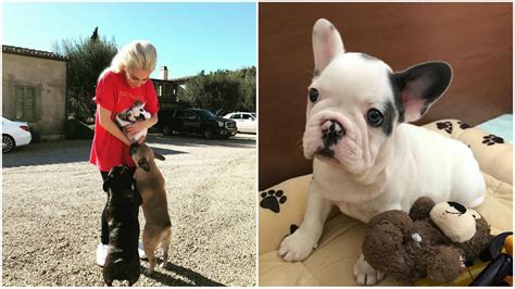 Lady gaga dog walker shot, bulldogs stolen. Lady Gaga Welcomes New Member to 'Joanne' Family -- See the Cute Puppy! | Entertainment Tonight