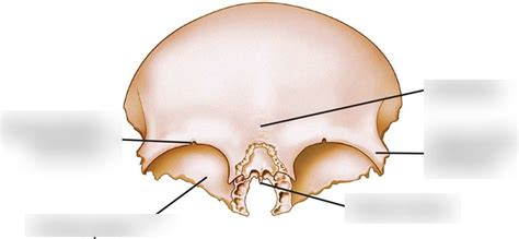 Frontal Bone Cross Section : Medical Illustrations Gallery Cancer Net ...