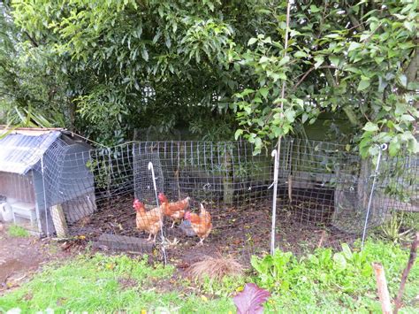 Standard material sizes are in multiples of 2 or 4 feet. Chicken Coop Build: How Tall Chicken Fence