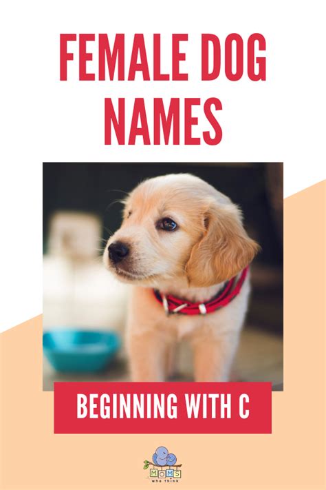 Currently we have 111 girls names beginning with letter c in our chinese collection Female Dog Names C | Dog names, Female dog names, Cute ...