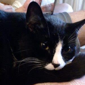 This is a public cat adoption board for members of the public. ADOPTED - 4 YO M Black and White Tuxedo Cat Boston MA Area