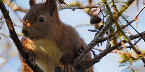 We will find the best pest control services near you (distance 5 km). Columbia SC Winter Animal Removal Pest Control Services ...