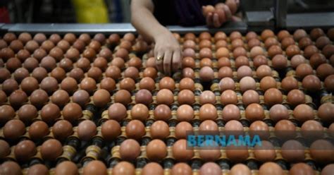 Contextual translation of memandangkan sekarang dia di into english. Singapura Tarik Balik Telur Dari Sebuah Lagi Ladang Di ...