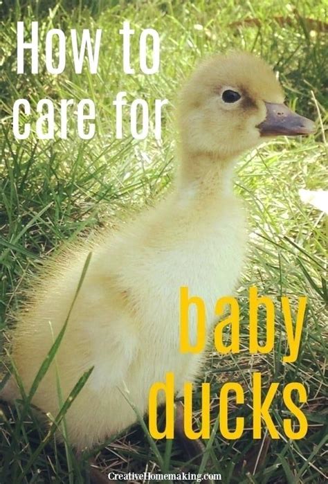 This is the best way they'll listen to you and understand that they have one and only one owner. baby duck care - arsyildecorco how to take care of a baby ...