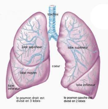 Le cancer du poumon (cancer bronchique ou carcinome pulmonaire) est la deuxième forme de cancer la plus fréquente chez l'homme et la troisième premiers signes et symptômes. Anatomie pulmonaire - C'est Savoir.fr