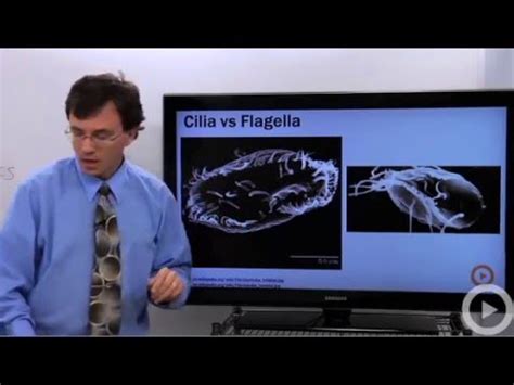 Jul 24, 2021 · cilia and flagella are the two cytoplasmic cells extending from the cell's surface. Cilia and Flagella - YouTube