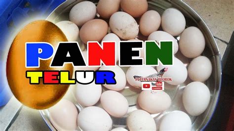 Masyarakat sendiri mengenalnya sebagai ayam sebagaimana yang banyak digunakan pada ayam petelur dan ayam boiler. PANEN TELUR AYAM KAMPUNG RUTIN 50 BUTIR SEMINGGU BABON 20 ...