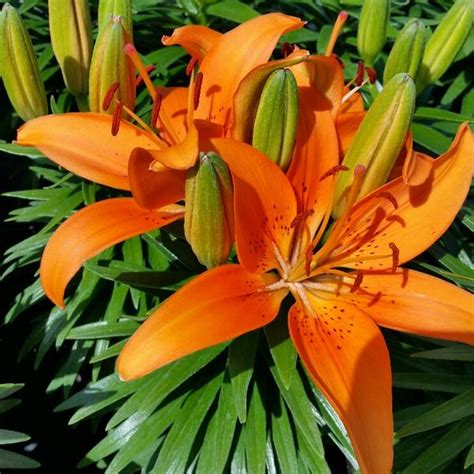 Peace lily leaves can yellow if their light is too strong, and hot direct sun will scorch their leaves with brown spots or streaks. Asiatic Lily Lily - Asiatic (Lilium) Tiny Invader Orange ...