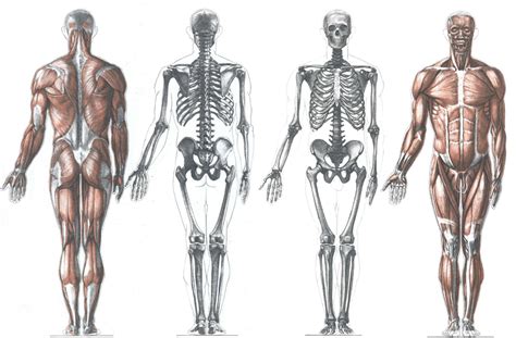 Drawing anatomy for beginners, learning the ins and outs. Human Anatomy Drawing at GetDrawings.com | Free for ...
