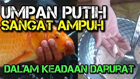 Ikan kakap putih yang hidup di indonesia memiliki sebutan lain yang mungkin muncul karena keragaman bahasa yang ada di indonesia. MANCING IKAN MAS PAKE UMPAN PUTIH DI MUSIM HUJAN - YouTube