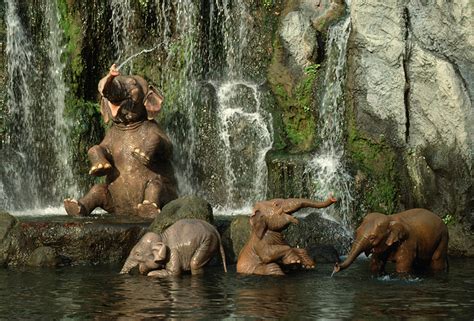 Visit the official site for disney's jungle cruise starring dwayne johnson and emily blunt. Jungle Cruise: Wildlife Expeditions to Open in Tokyo ...