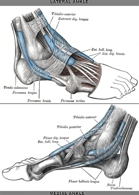 Tendons of the lower leg, muscles tendons and ligaments of the upper leg. Pin on Plantar fasciitis