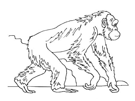 More 100 coloring pages from animal coloring pages category. Ape Coloring Pages - GetColoringPages.com