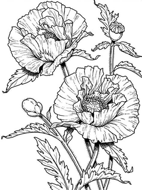Coloring sheet can prove a perfect indoor activity for a sunny afternoon. Poppies Coloring Pages - Best Coloring Pages For Kids ...