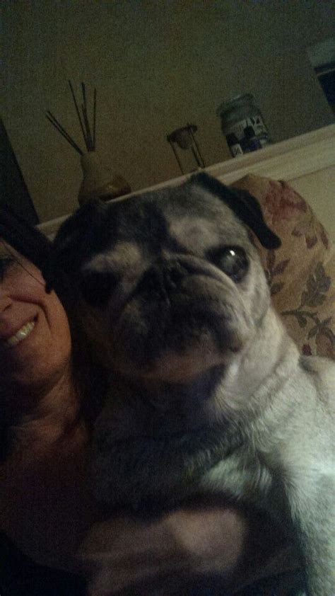 Descanse en paz, su santidad. Rest in peace Stella.💔 My angel 😇 | Rest in peace