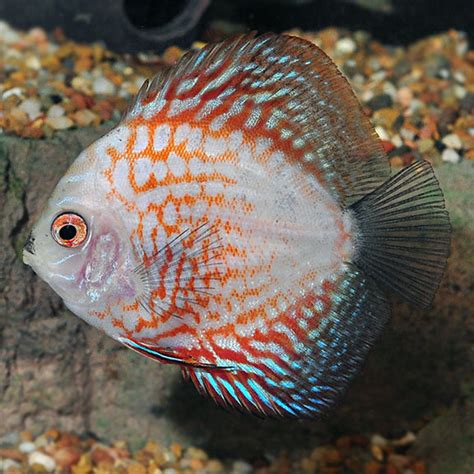 The overall coloration of discus will vary depending on mood and overall health of the fish. PIGEON BLOOD - JapaneseClass.jp