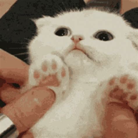 Insomnia Cat GIF - Insomnia Cat Hiding - Discover & Share GIFs