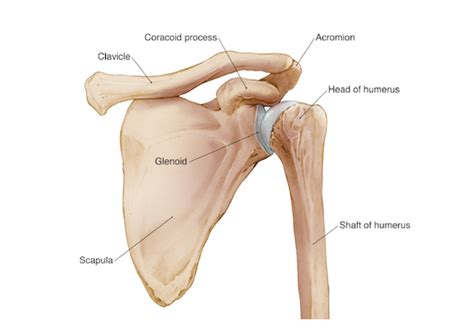 Visualization of the subacromial space and the anteroinferior acromion. Training Shoulders to Safely Shoulder On - Cascade Boomer ...