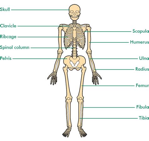 A semilunar (also known as arterial) valve separates each ventricle from its connecting artery. The bones - Understanding - Macmillan Cancer Support