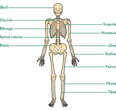 The structure of eye can be distinguished into a small corneal segment and a large sclerotic chamber, measuring in 8 mm and 24 mm, respectively. The bones - Understanding - Macmillan Cancer Support