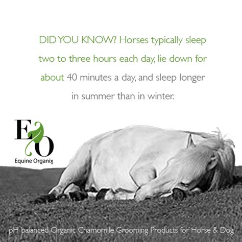 How do i get quality sleep? How long do horses sleep? | Horse facts, Horses, Horse care