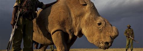 The Last Male Northern White Rhino Has Died