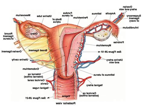 The human female reproductive system contains two main parts: Human Female Reproductive System Diagram Female Anatomy ...
